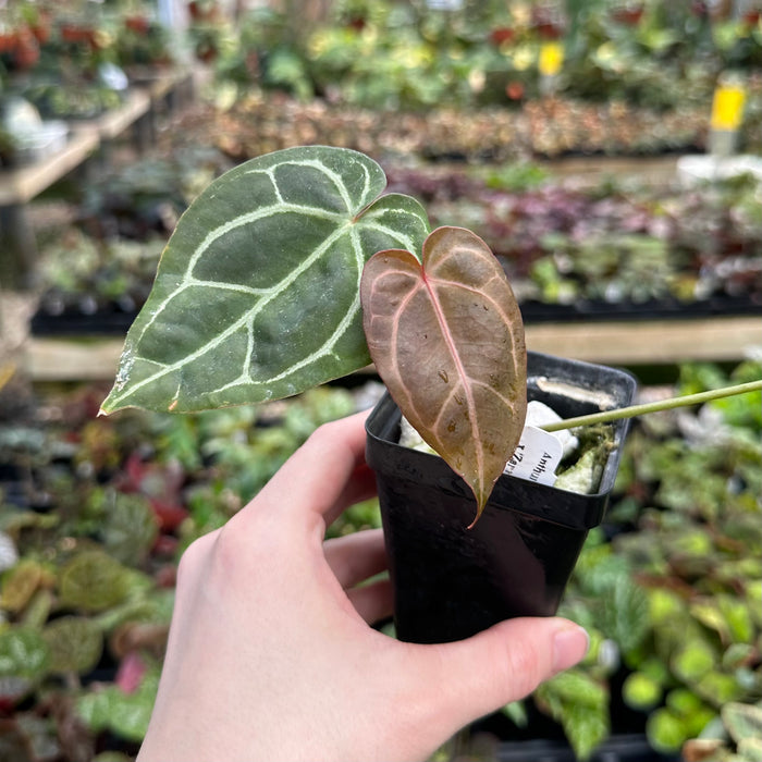 Anthurium crystallinum/magnificum x 'Zara'