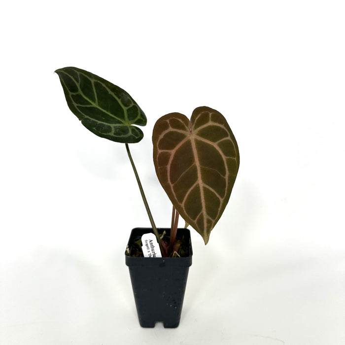 Anthurium forgetii x 'Doc Block F2'