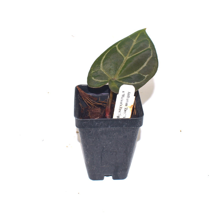 Anthurium 'Zara'/Michelle' x 'Wuhoo's First Night'