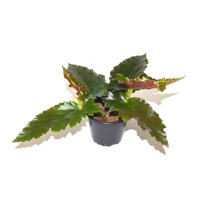 Begonia 'Black Jack'