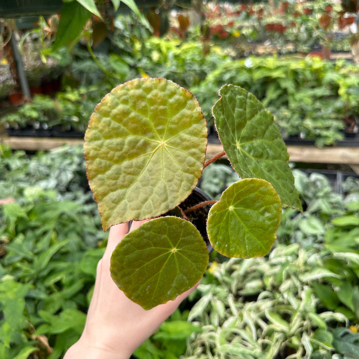 Begonia U334