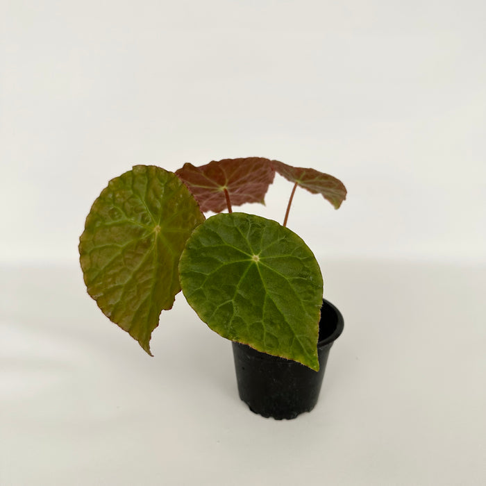 Begonia U334