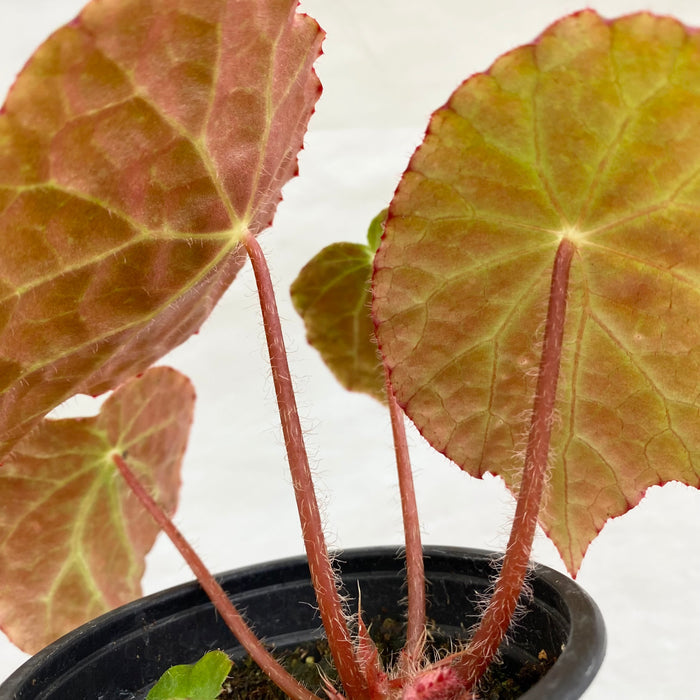 Begonia U334