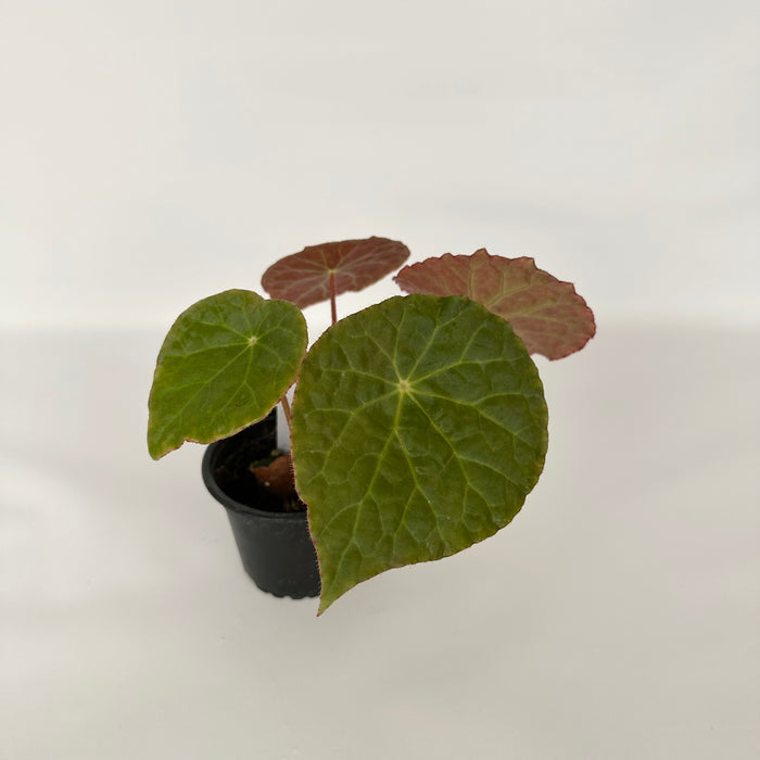 Begonia U334