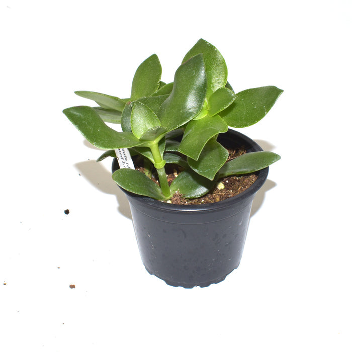 Crassula (Jade Plant) "Pointed Leaves"
