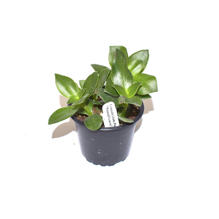 Crassula (Jade Plant) "Pointed Leaves"
