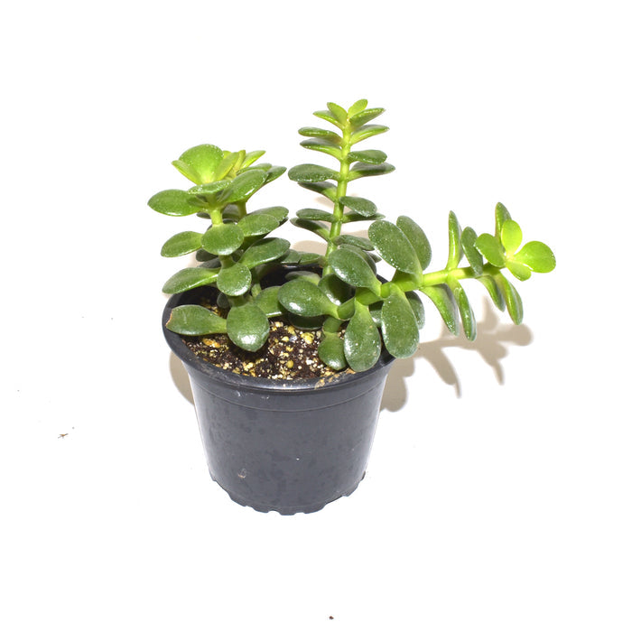Crassula ovata 'Crosby's Compact'