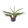 Gasteria