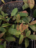 Hoya bhutanica