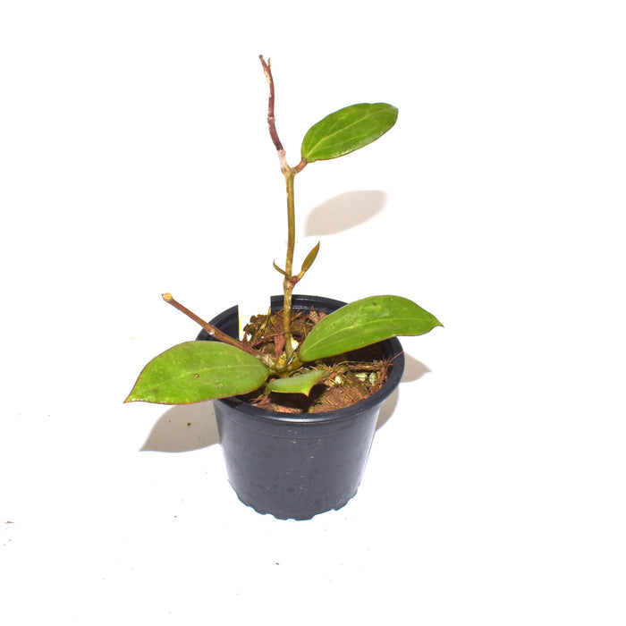 Hoya bhutanica