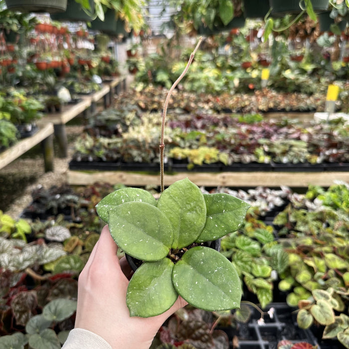 Hoya motoskei