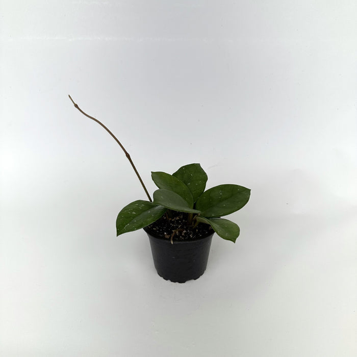 Hoya motoskei