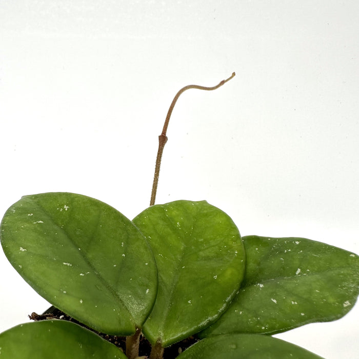 Hoya motoskei