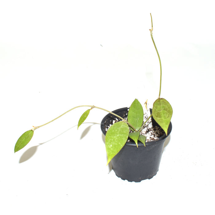 Hoya pallida