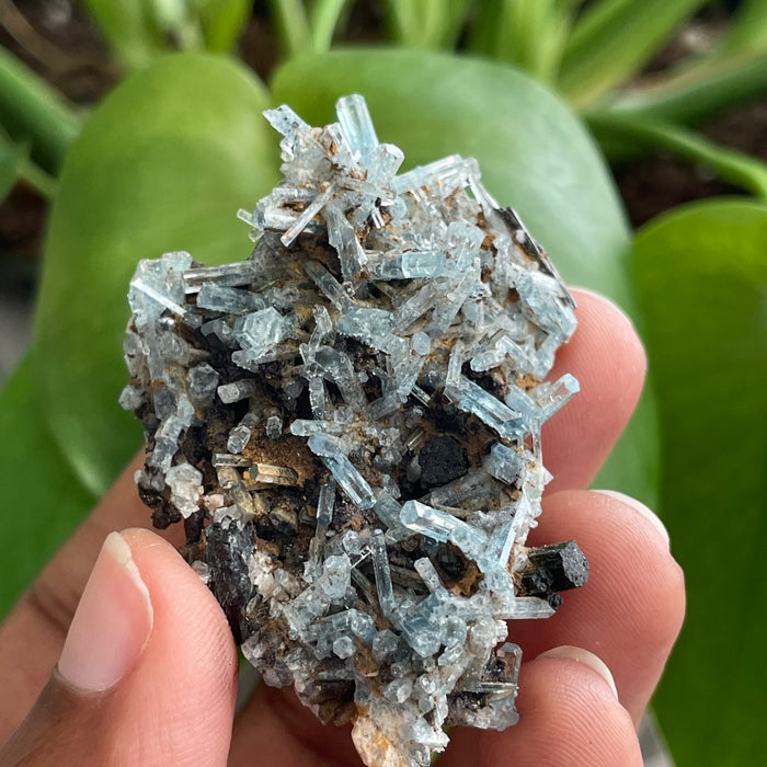 Aquamarine Cluster on Feldspar, From Erongo Region, Namibia