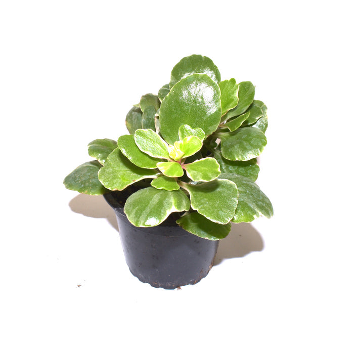 Kalanchoe blossfeldiana variegata