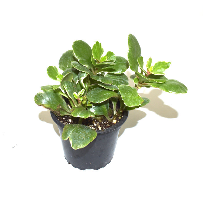 Kalanchoe blossfeldiana variegata