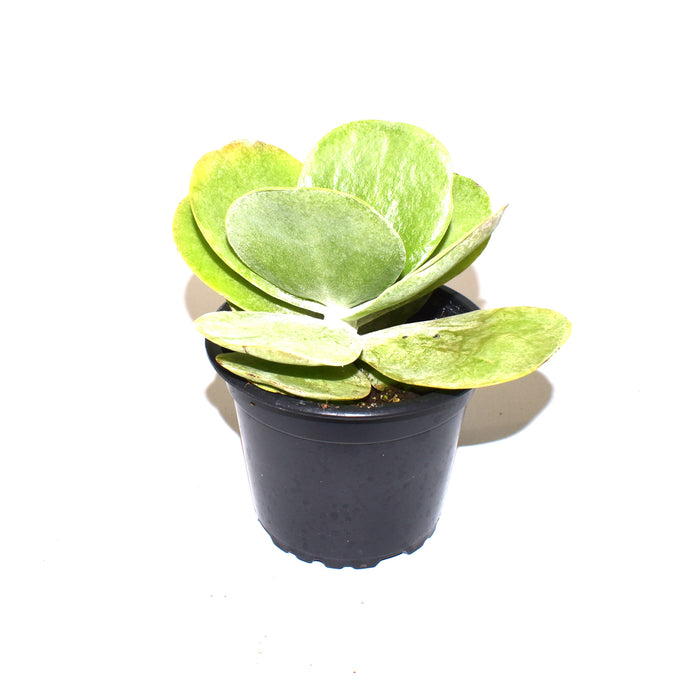 Kalanchoe tetraphylla