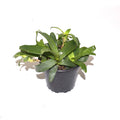 Neoregelia lilliputiana
