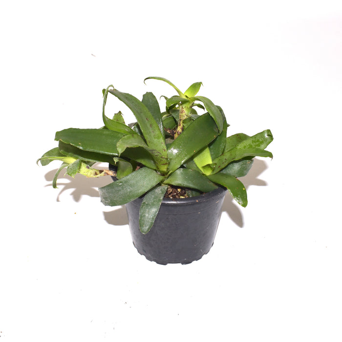 Neoregelia lilliputiana