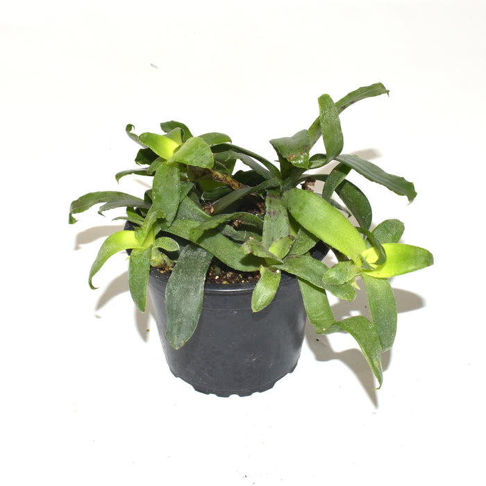 Neoregelia lilliputiana