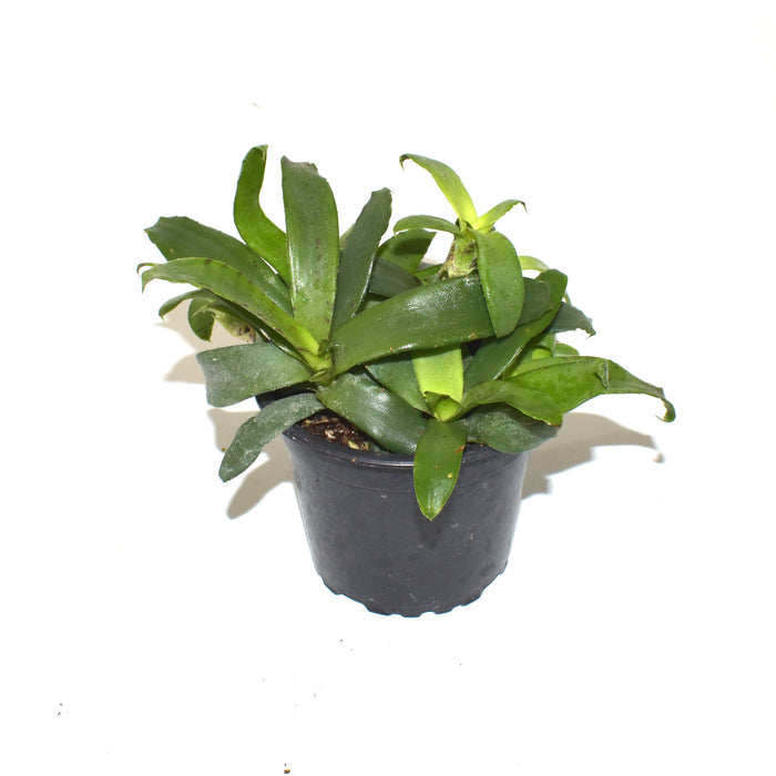 Neoregelia lilliputiana