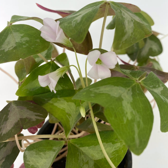 Oxalis triangularis 'Silverado'