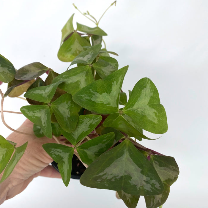 Oxalis triangularis 'Silverado'