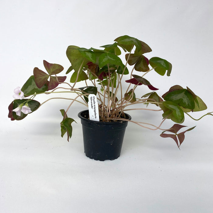 Oxalis triangularis 'Silverado'