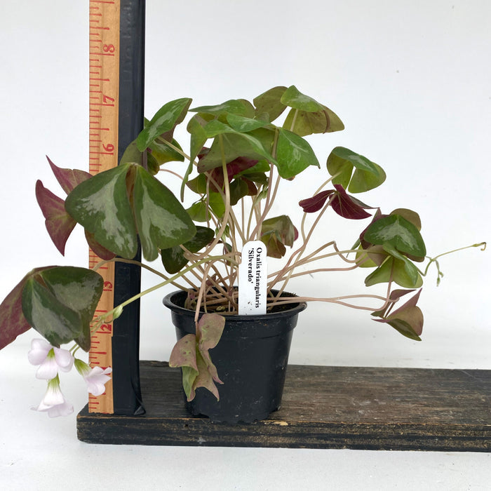 Oxalis triangularis 'Silverado'