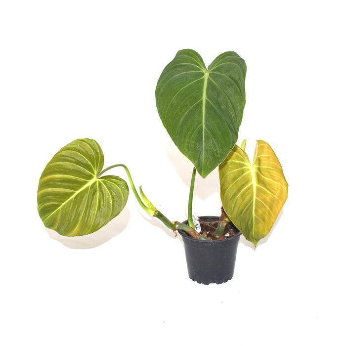 Philodendron 'Glorious' - 5.5Pot