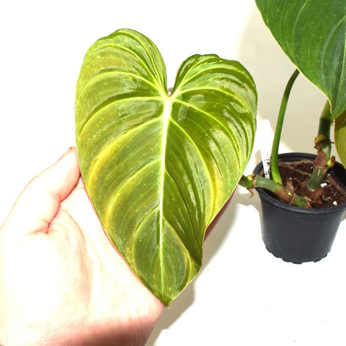 Philodendron 'Glorious' - 5.5Pot
