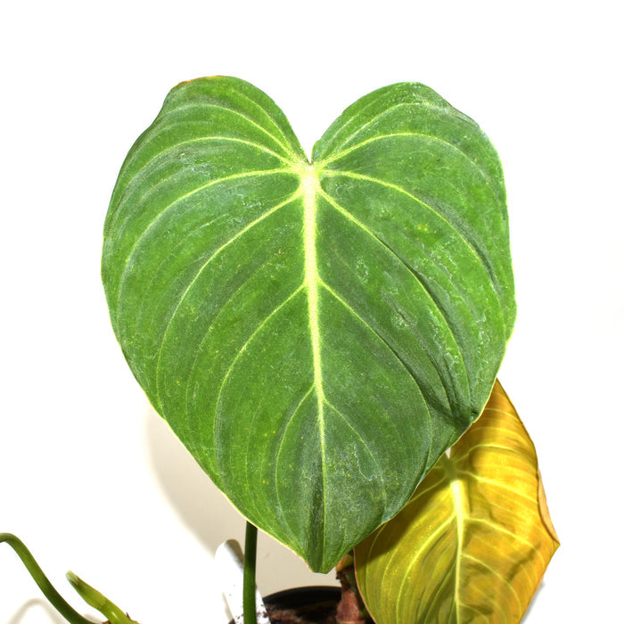 Philodendron 'Glorious' - 5.5Pot