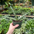 Sansevieria boncellensis 'Starfish'