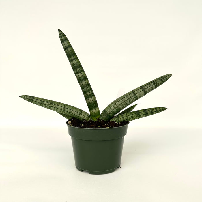 Sansevieria boncellensis 'Starfish'